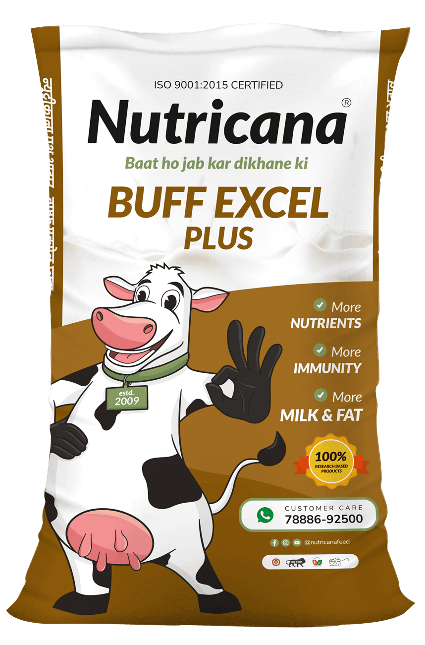 Buff Excel Plus