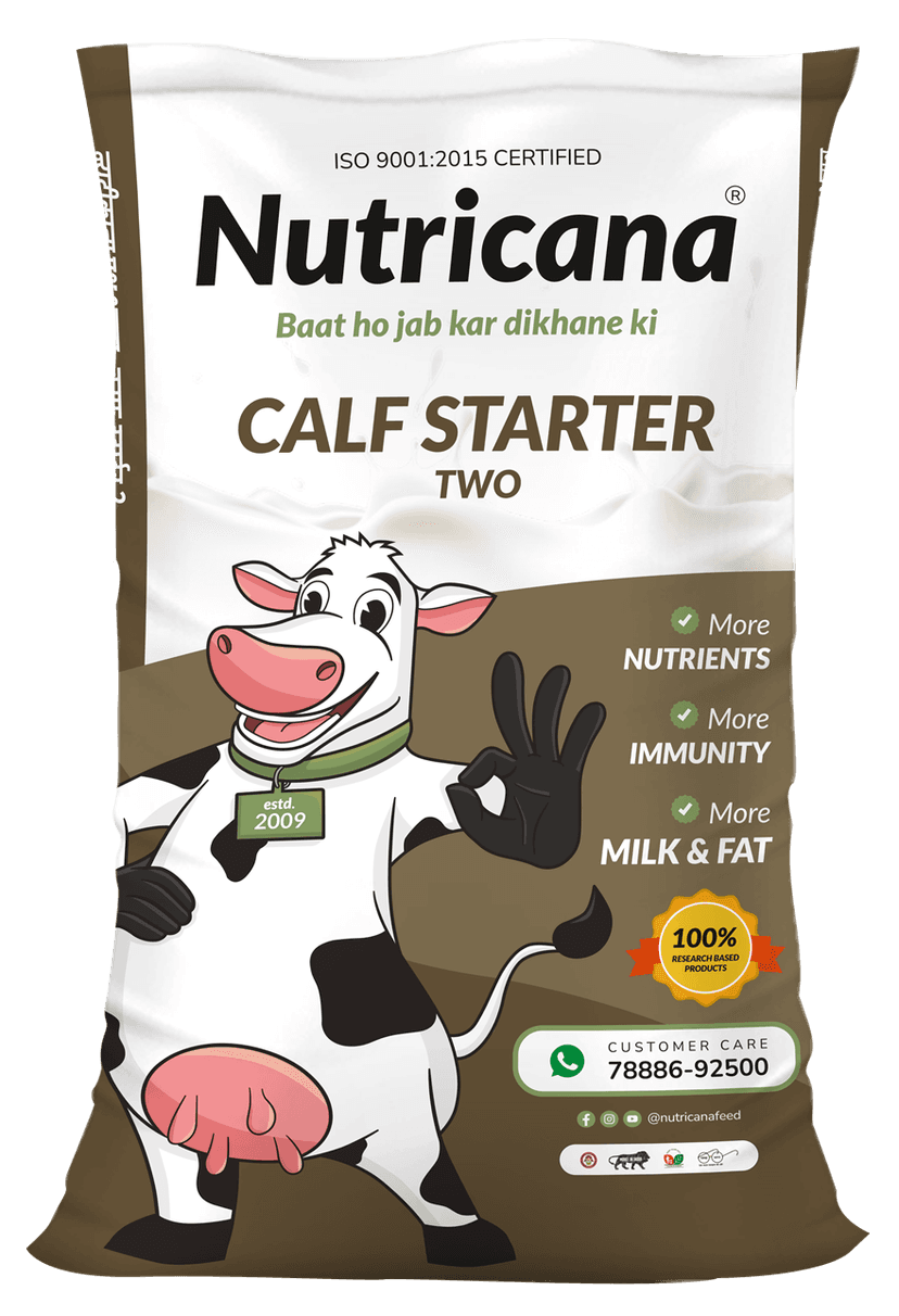 Calf Starter Two
